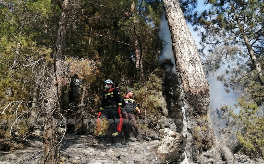В турецком районе Айыёлу вспыхнул лесной пожар