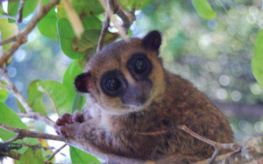 На Мадагаскаре открыт новый вид карликовых лемуров