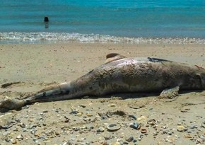 Braziliyada son bir həftədə yüzdən çox ölü delfin tapılıb