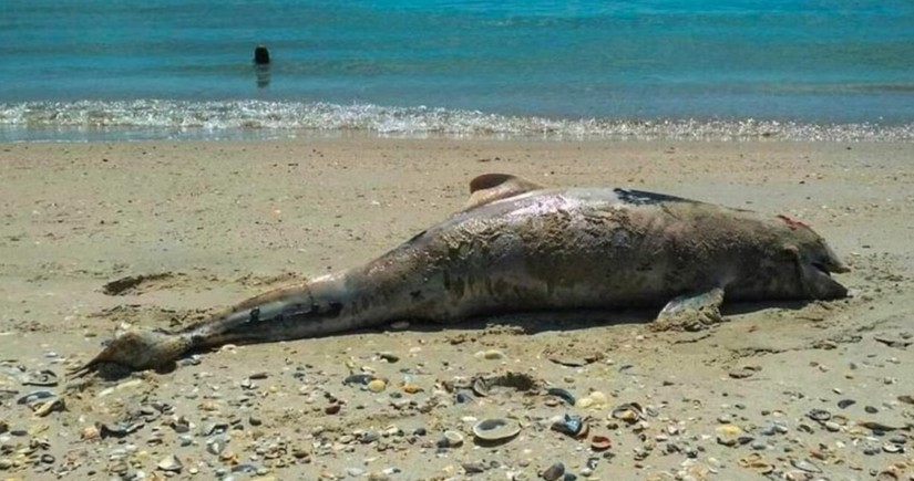 Braziliyada son bir həftədə yüzdən çox ölü delfin tapılıb