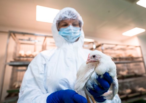 В Чехии из-за вспышки птичьего гриппа уничтожат 70 тыс. кур