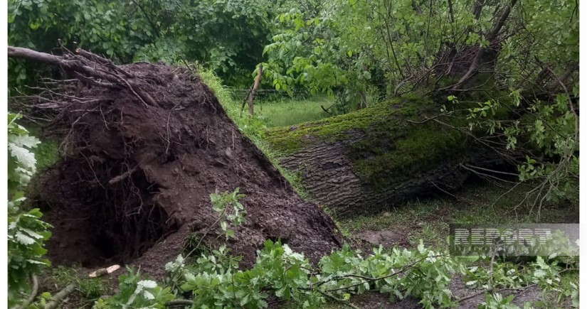 Oğuzda irigövdəli ağacın aşması nəticəsində 17 kəndin interneti kəsilib