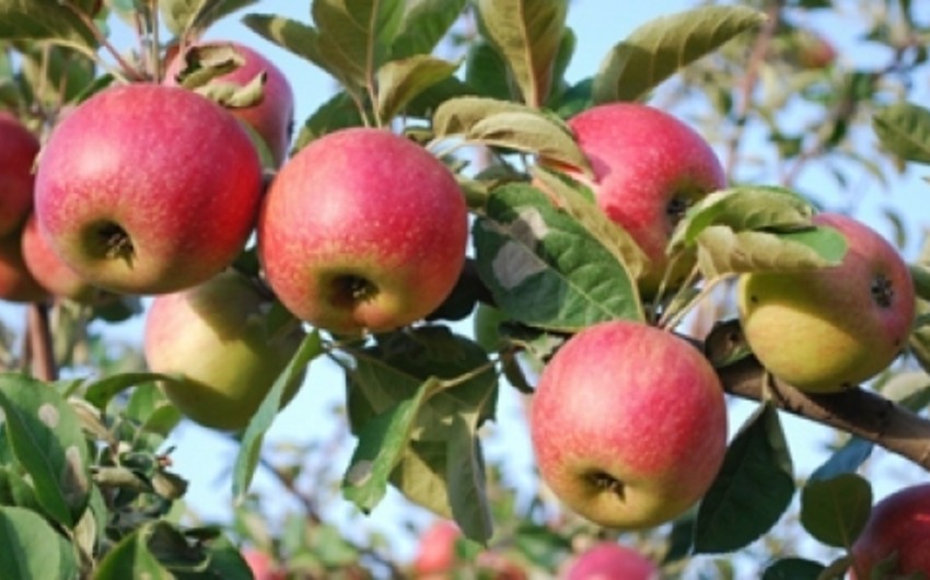 ​Начальник отдела: Местные сорта яблок востребованы на рынке, однако их трудно найти