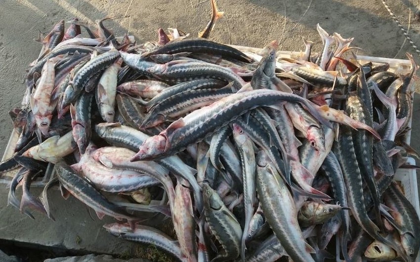 Qazaxıstanda saxlanılan Azərbaycan balıqçılarına qarşı cinayət işi açılıb - FOTO