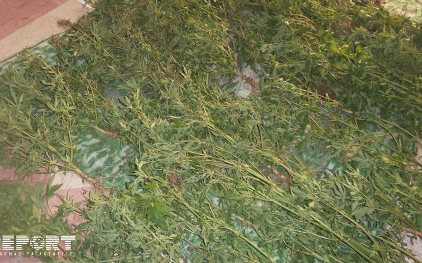 На приусадебном участке жителя Сабирабада обнаружено 12 кустов конопли