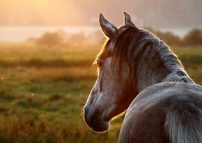 Azerbaijan will export horsemeat to Moldova