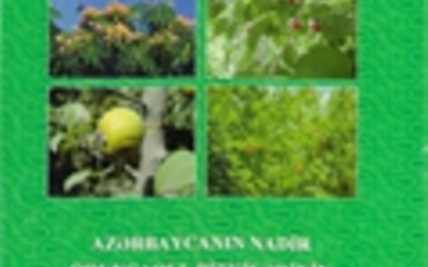 ​Azərbaycan ərazisində 43 növ nadir və nəsli kəsilməkdə olan oduncaqlı bitki var