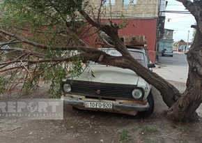 Сильный ветер вызвал ряд последствий в Сумгайыте