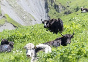 Silk Way West Airlines successfully transports yaks from Kyrgyzstan to Azerbaijan