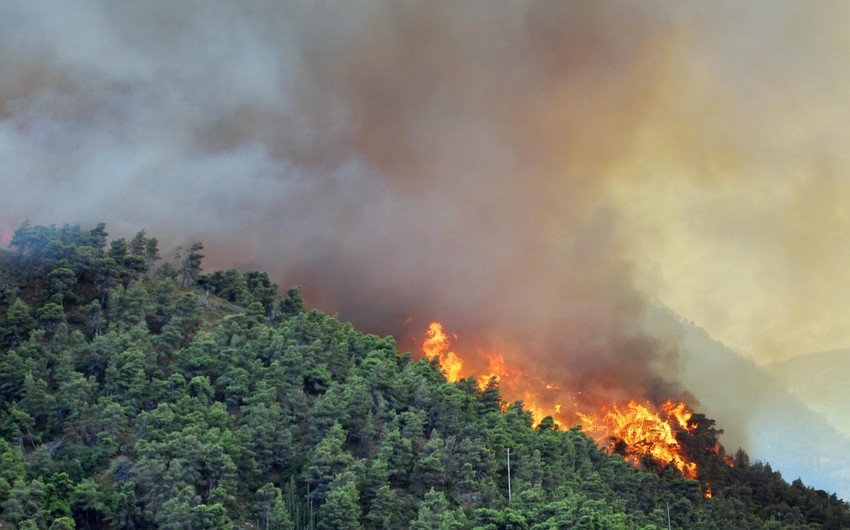 В Габале горит лесополоса