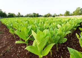 Azerbaijan expected to increase tobacco production by nearly 37%