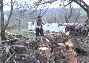Qusarın Xurel kəndinin qaz problemi: meyvə ağacları oduncağa çevrilib