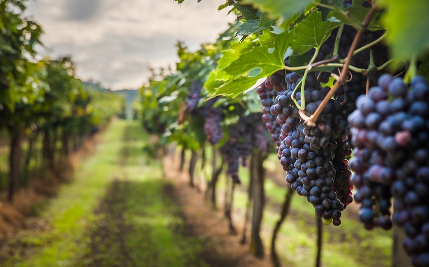 Azerbaijan increases terms of preferential loans for beginner gardeners