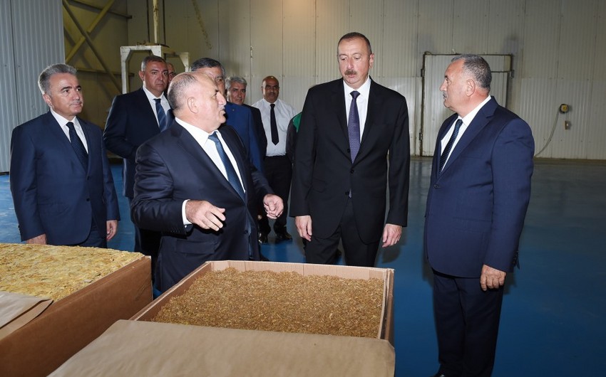 Prezident İlham Əliyev Zaqatalada tütün emalı zavodunun fəaliyyəti ilə tanış olub
