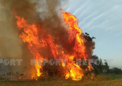В Огузе возник пожар на посевных участках