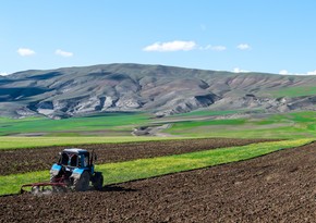 Продовольственная безопасность в Азербайджане оставалась в центре внимания правительства в 2023 году
