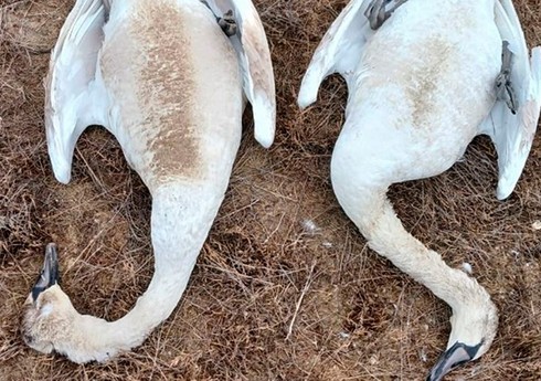 В Казахстане на озере Караколь нашли 828 погибших лебедей