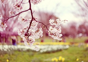 Azerbaijan welcomes spring on March 20