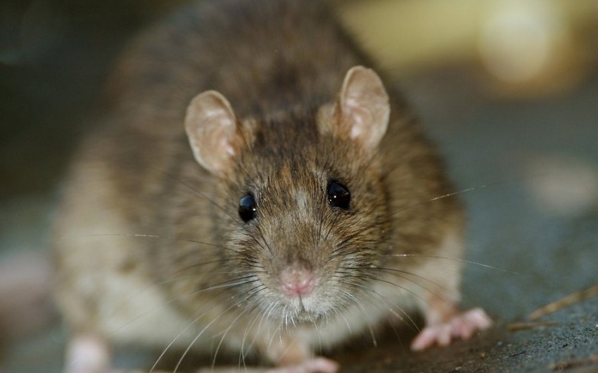 В Калифорнии крыса сорвала авиарейс