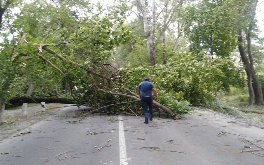 В Огузе сильный ветер повалил деревья на дорогу