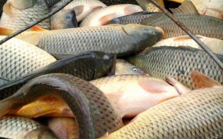 AMEA-da azad edilmiş ərazilərdə balıqçılığın inkişafı ilə bağlı tədqiqatlara başlanılıb