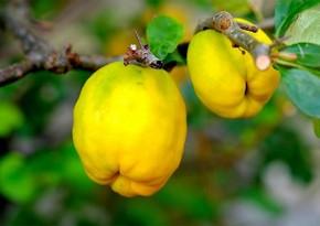 Azerbaijan begins exporting quince to another country