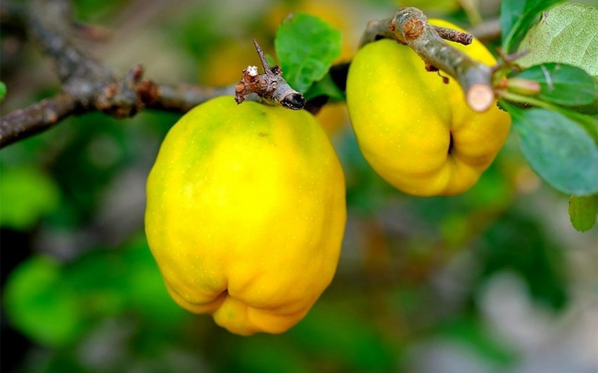 Azerbaijan begins exporting quince to another country