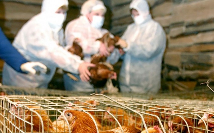 АПБА проводит мониторинг в связи с птичьим гриппом