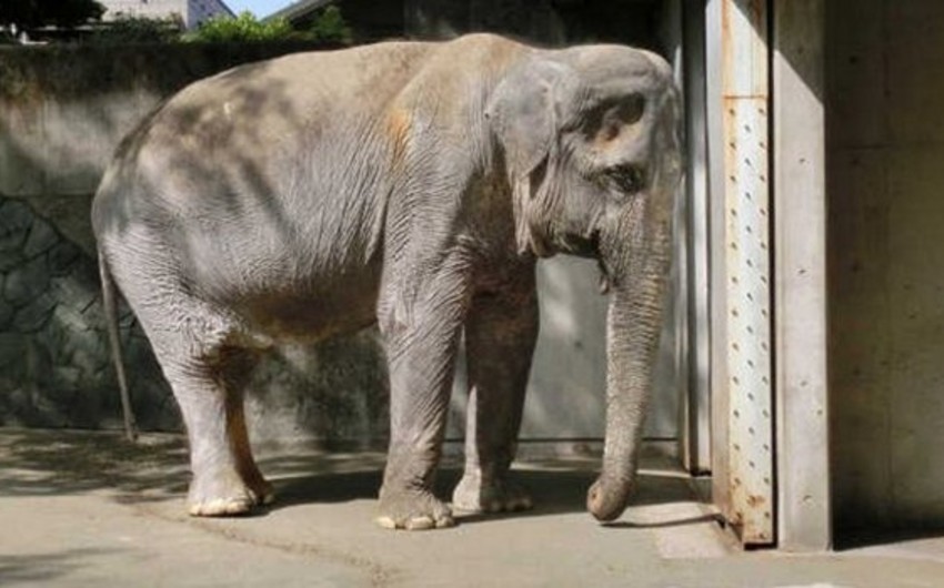​Asiyanın ən yaşlı fili ölüb
