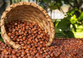 Azerbaijan's income from hazelnut exports up by over 6%