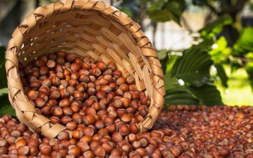 Azerbaijan's income from hazelnut exports up by over 6%