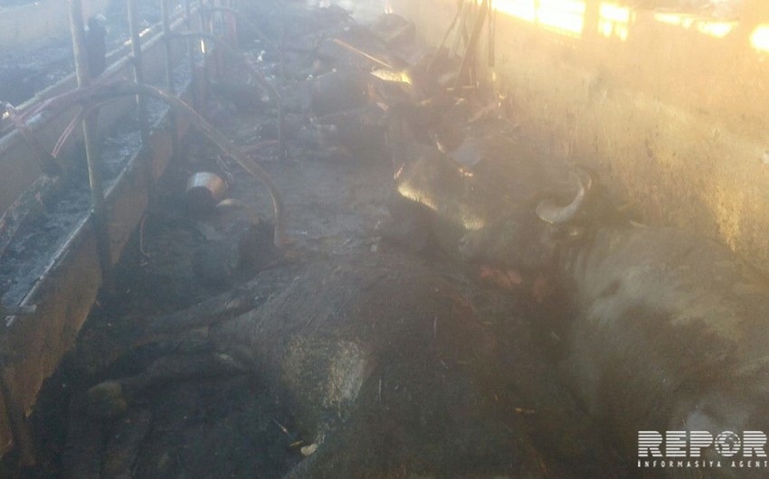 В Шемкире сгорело стойло вынужденного переселенца, пало 67 голов крупного рогатого скота - ФОТО