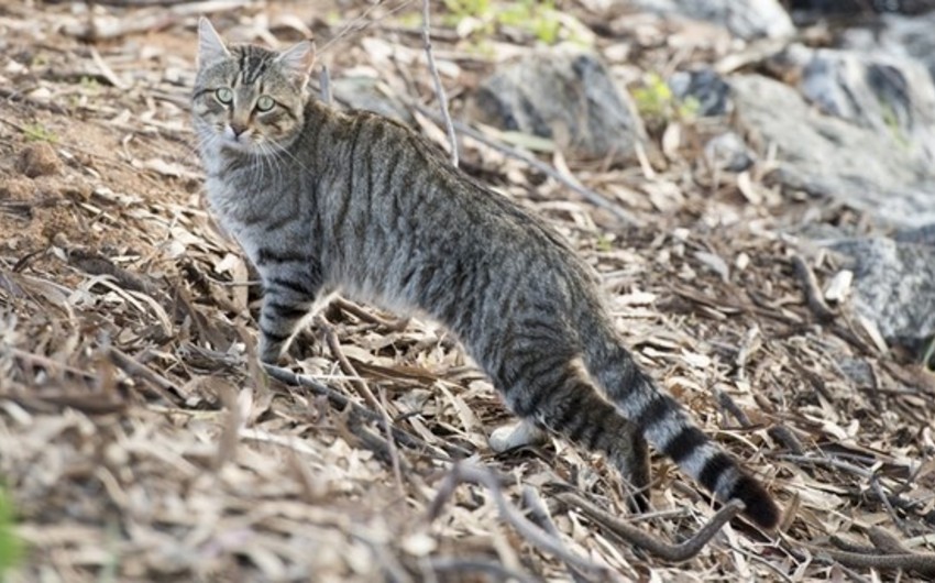 Власти Австралии намерены истребить 2 млн диких кошек
