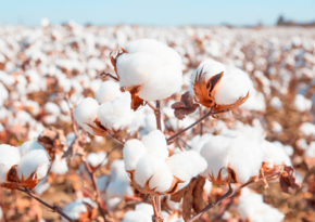 Value of Georgian cotton imports from Azerbaijan soar