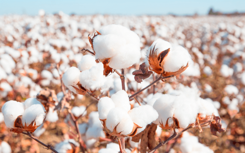 Azerbaijan more than tripled cotton exports in September