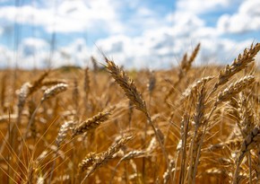 Совбез Турции обсудил возможные шаги для активизации зерновой сделки
