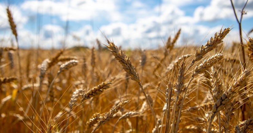 Совбез Турции обсудил возможные шаги для активизации зерновой сделки