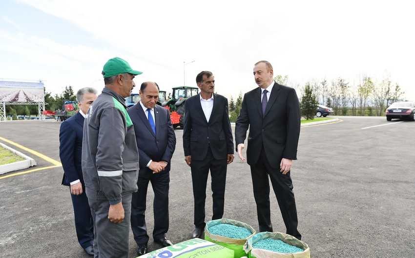 Президент Ильхам Алиев ознакомился с хлопковым полем бардинского фермера Мусы Гулиева