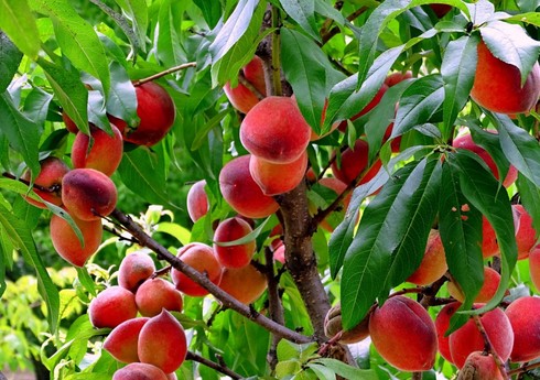 Азербайджан в 2 раза увеличил импорт персиков с основного рынка поставок