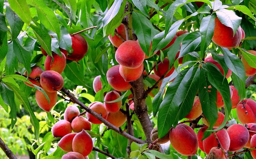 Azerbaijan records remarkable growth in peach imports from Türkiye