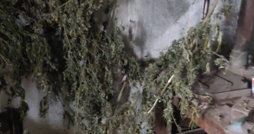 Cannabis and ammunition found in Khankandi
