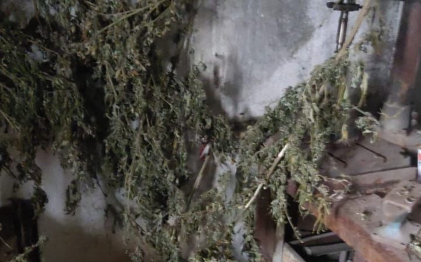 Cannabis and ammunition found in Khankandi