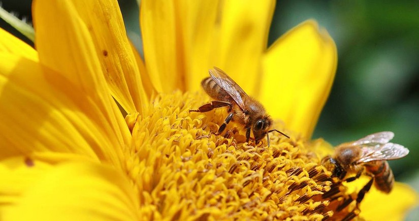 Scientists see decrease in activity of pollinating insects due to air pollution