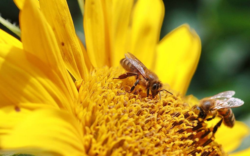 Scientists see decrease in activity of pollinating insects due to air pollution