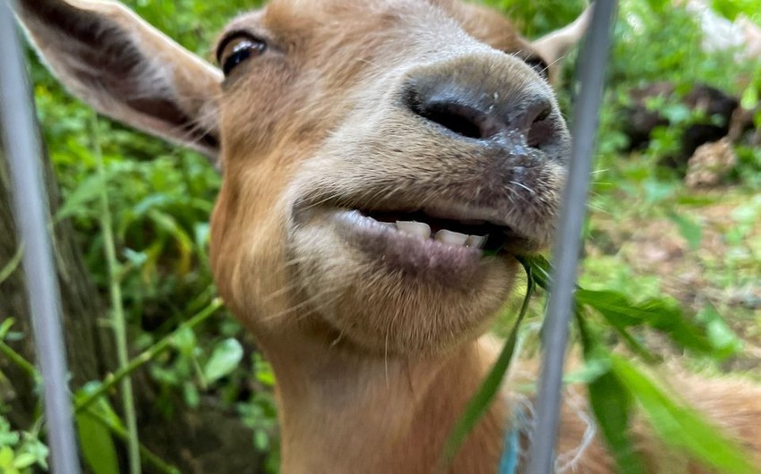 Goats released in New York City park to eat invasive weeds