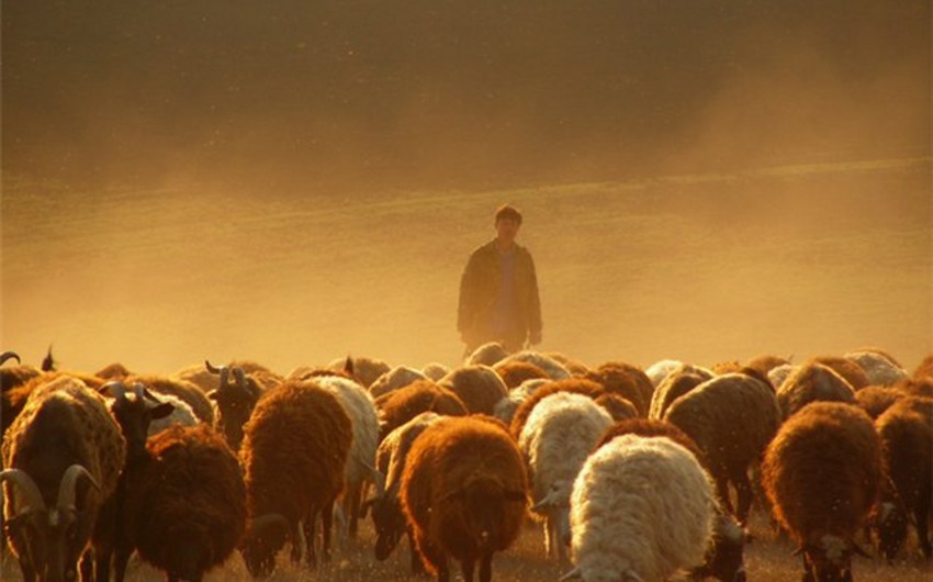 В Азербайджане молодой пастух подвергся нападению разбойников