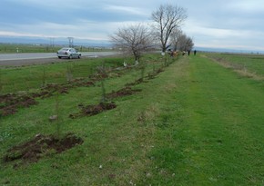 Вырубка небольших деревьев в Баку может повлечь уголовную ответственность 
