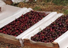 Azerbaijan quintuples revenues from cherry exports