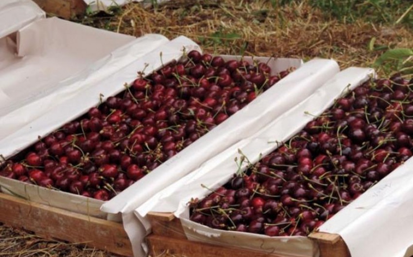 Azerbaijan quintuples revenues from cherry exports