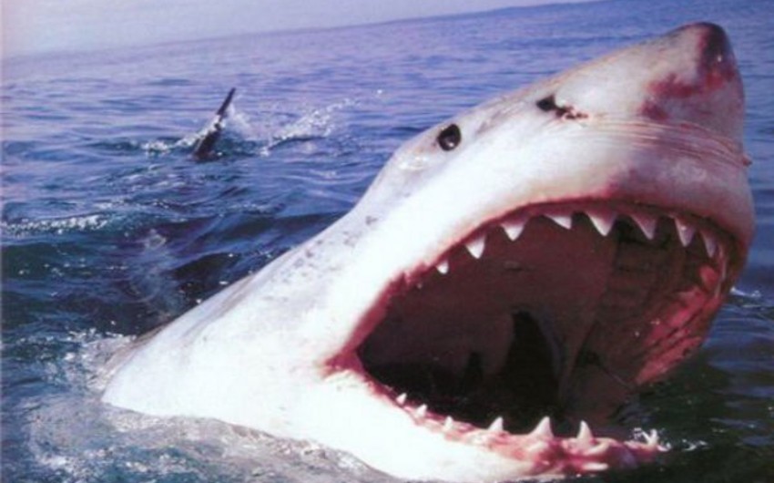 В Индийском океане 13-летнего подростка съела акула
